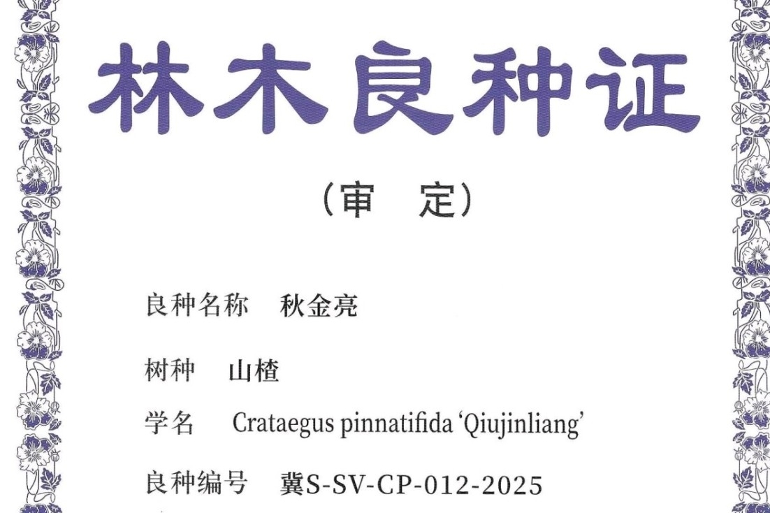 山楂新品种‘秋金亮’通过省审